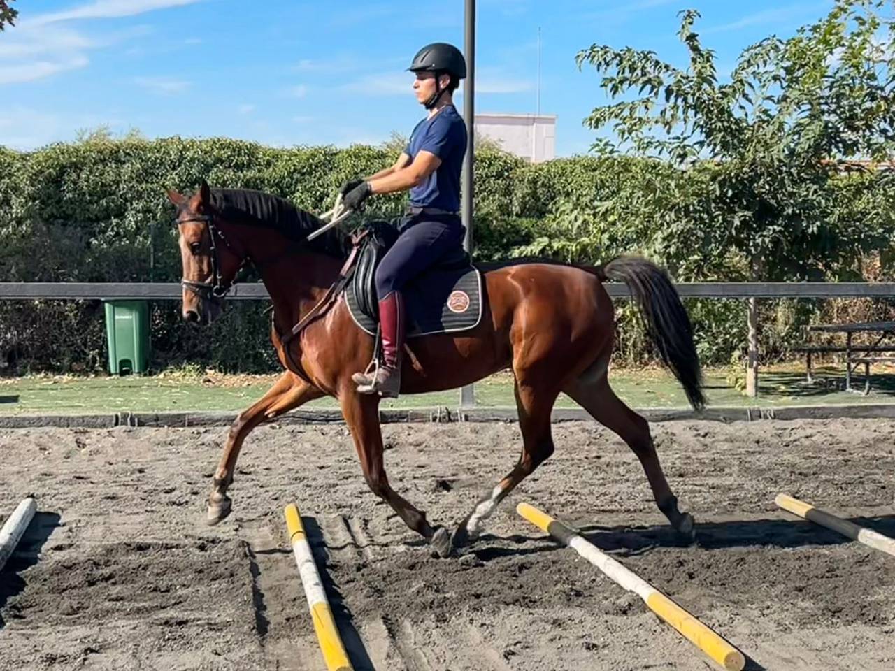 Ruin Anglo-Arabier Te koop 2020 Overige kleuren