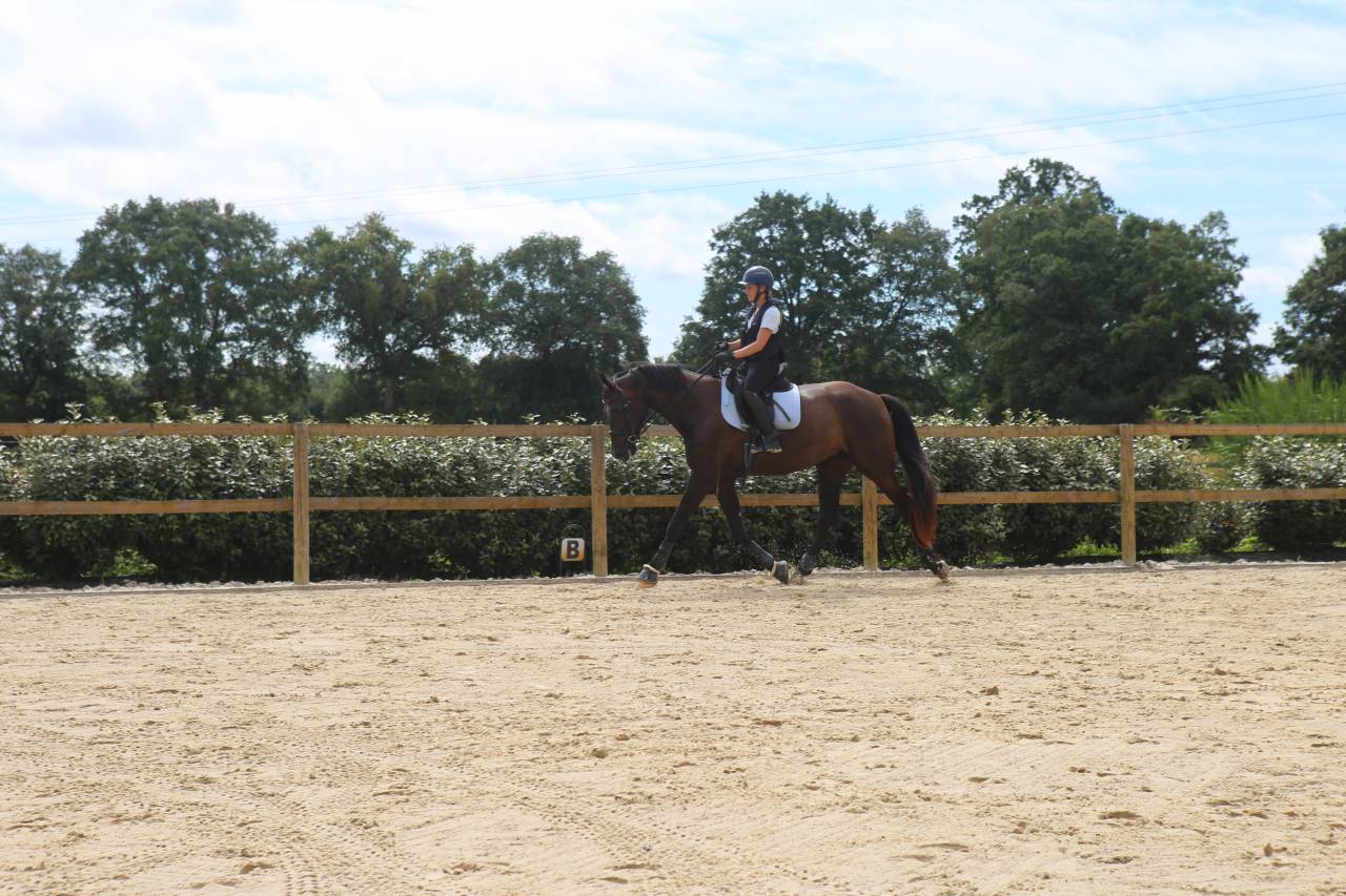 Merrie Zangersheide Te koop 2018 Zwart