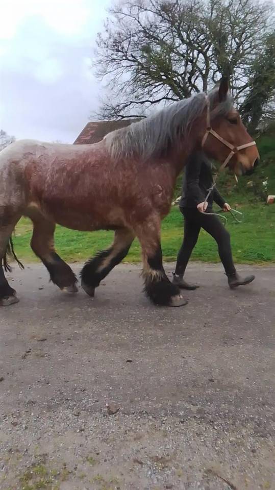 Merrie Ardenner Te koop 2020 Bruinroan ,  vidal du dol
