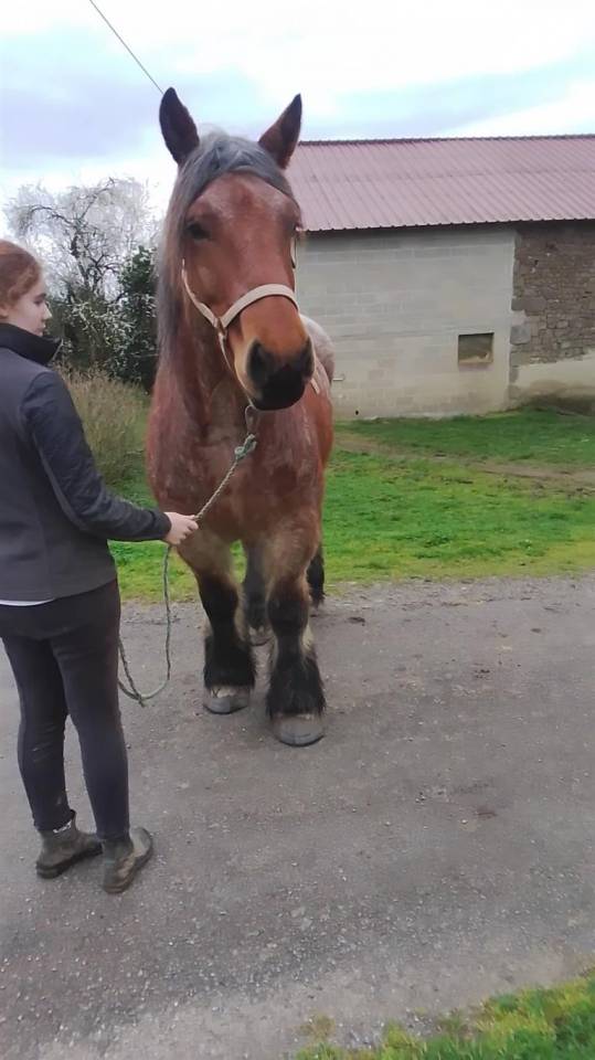 Merrie Ardenner Te koop 2020 Bruinroan ,  vidal du dol