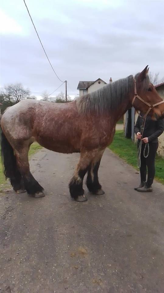 Merrie Ardenner Te koop 2020 Bruinroan ,  vidal du dol