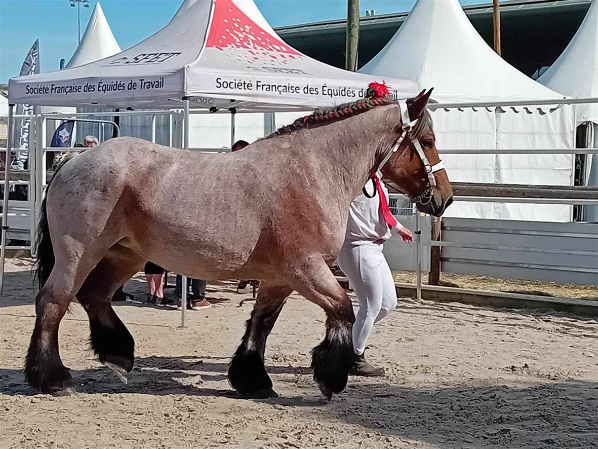 Merrie Ardenner Te koop 2020 Bruinroan ,  vidal du dol