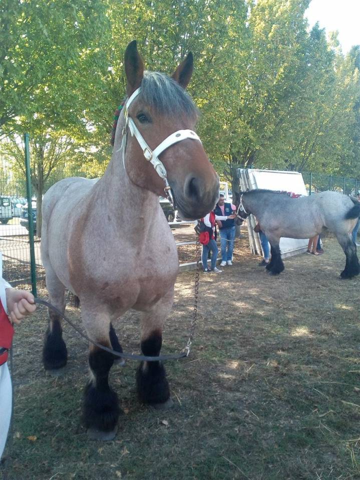 Merrie Ardenner Te koop 2020 Bruinroan ,  vidal du dol