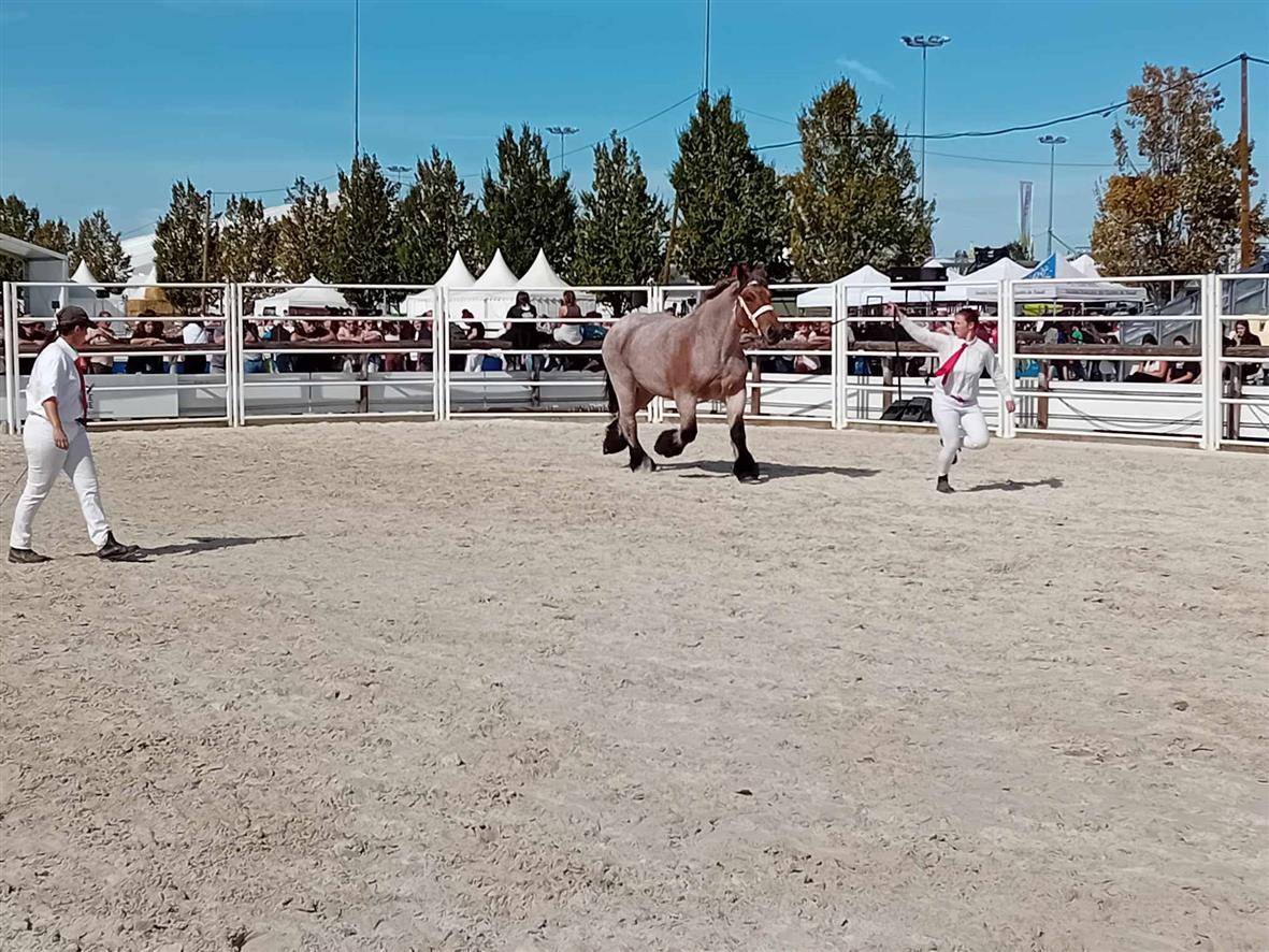 Merrie Ardenner Te koop 2020 Bruinroan ,  vidal du dol