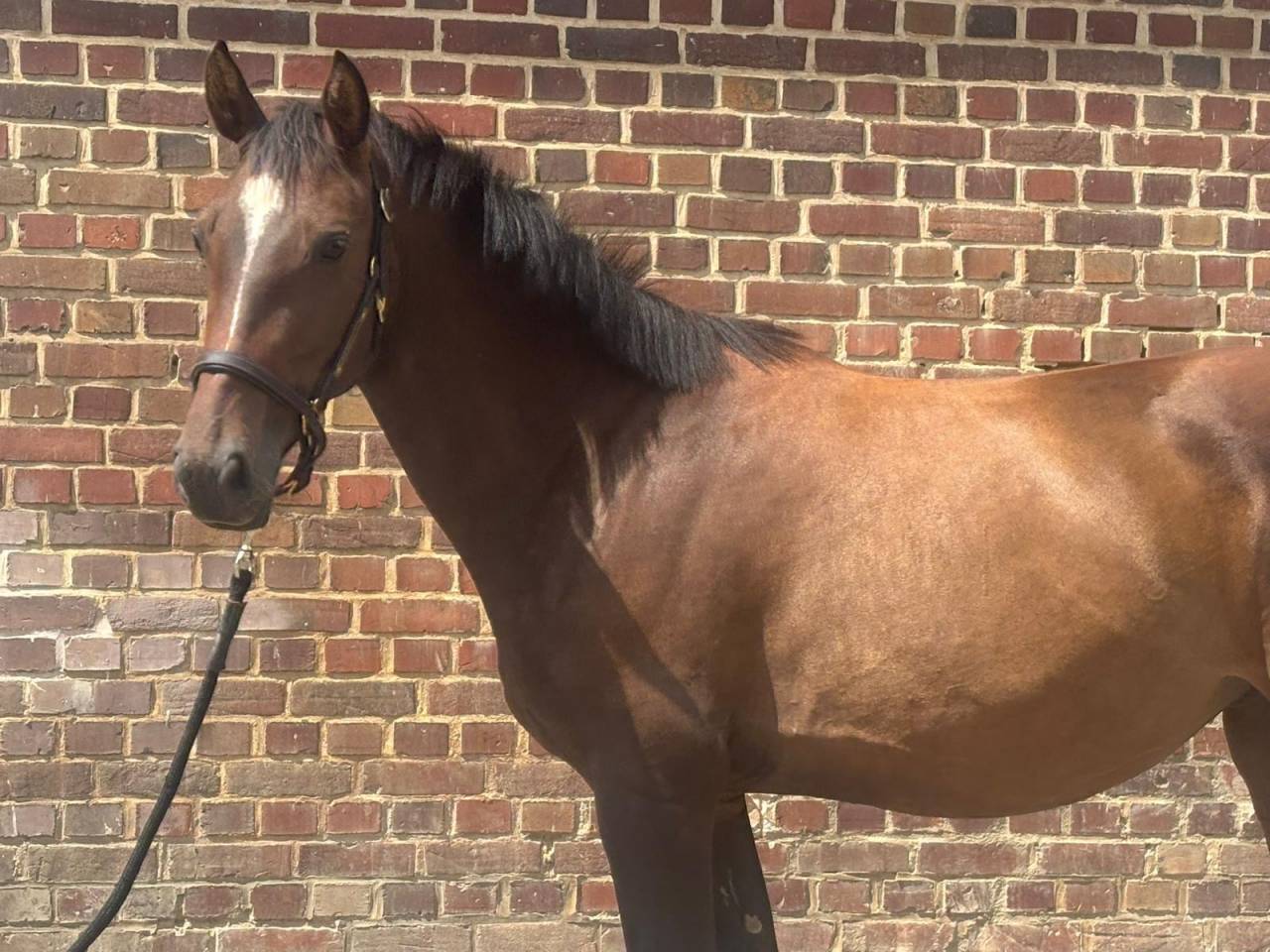 Merrie Selle Fran&ccedil;ais Te koop 2022 Donker bruin / bai ,  Atome des Etisses