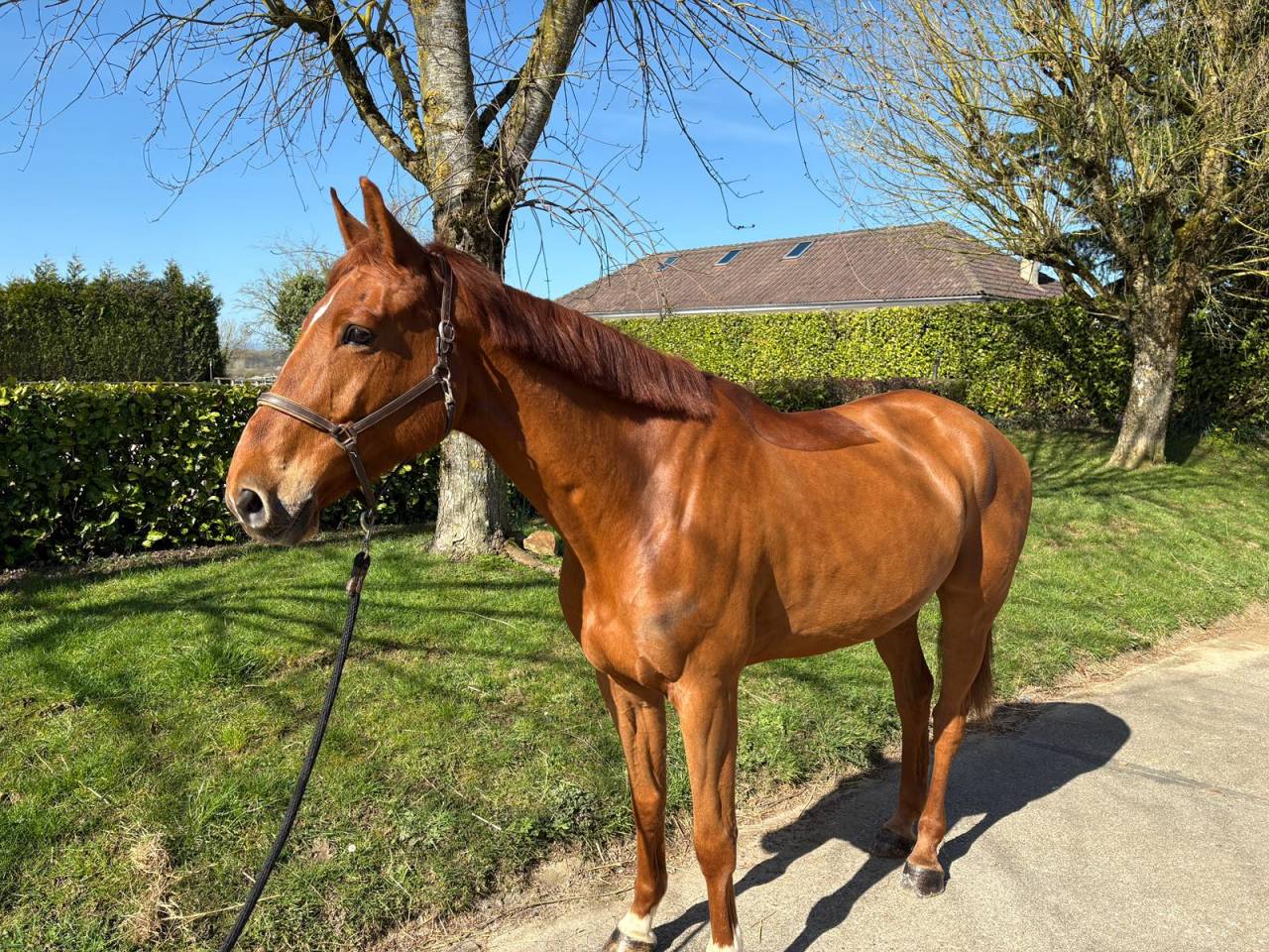 Ruin Zangersheide Te koop 2019 Vos ,  Bamako de muze