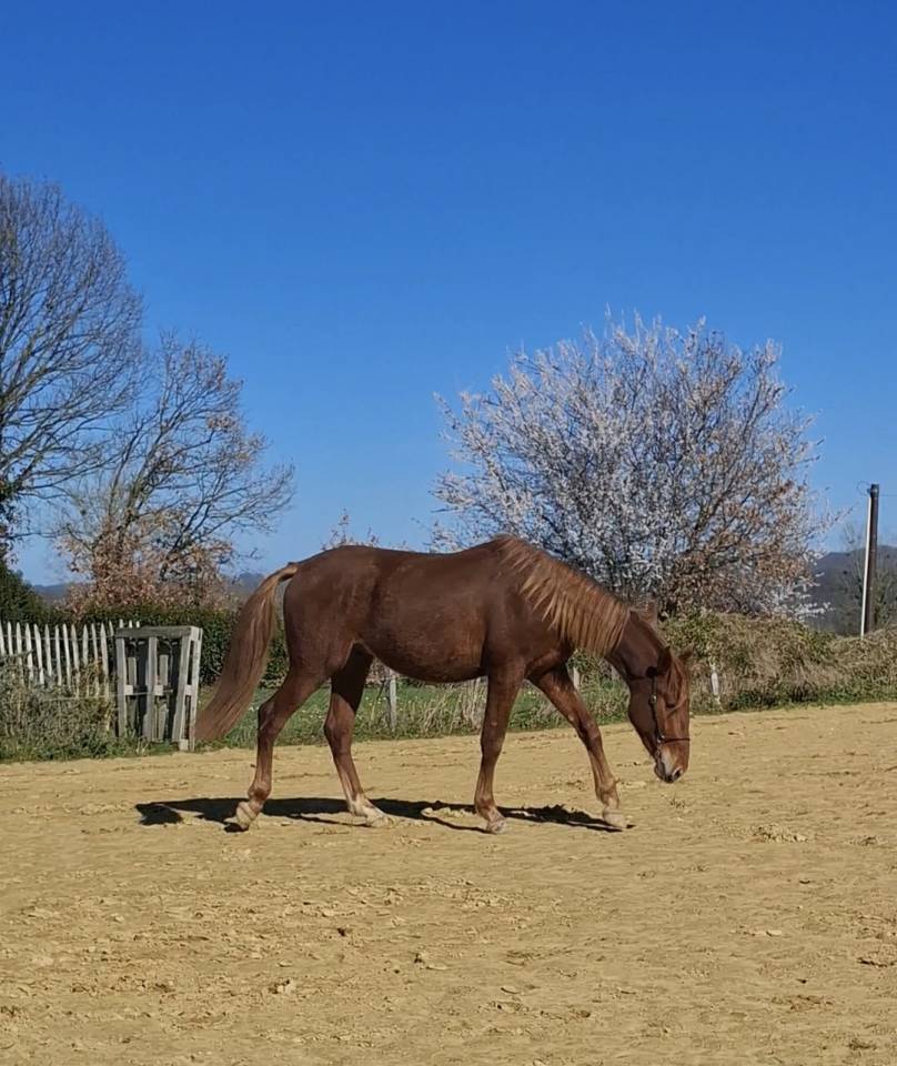 Veulen (ml) PRE Puur Ras Spaans Te koop 2024 Vos ,  HABANERO CLXVIII