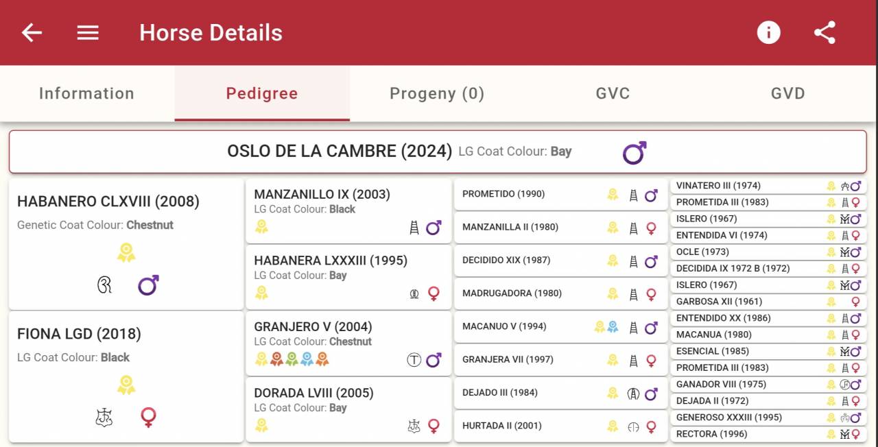 Veulen (ml) PRE Puur Ras Spaans Te koop 2024 Vos ,  HABANERO CLXVIII