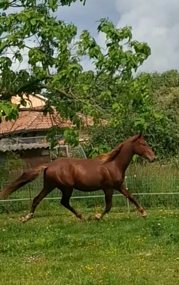 Veulen (ml) PRE Puur Ras Spaans Te koop 2024 Vos ,  HABANERO CLXVIII