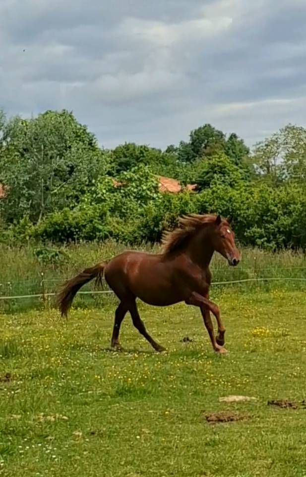 Veulen (ml) PRE Puur Ras Spaans Te koop 2024 Vos ,  HABANERO CLXVIII