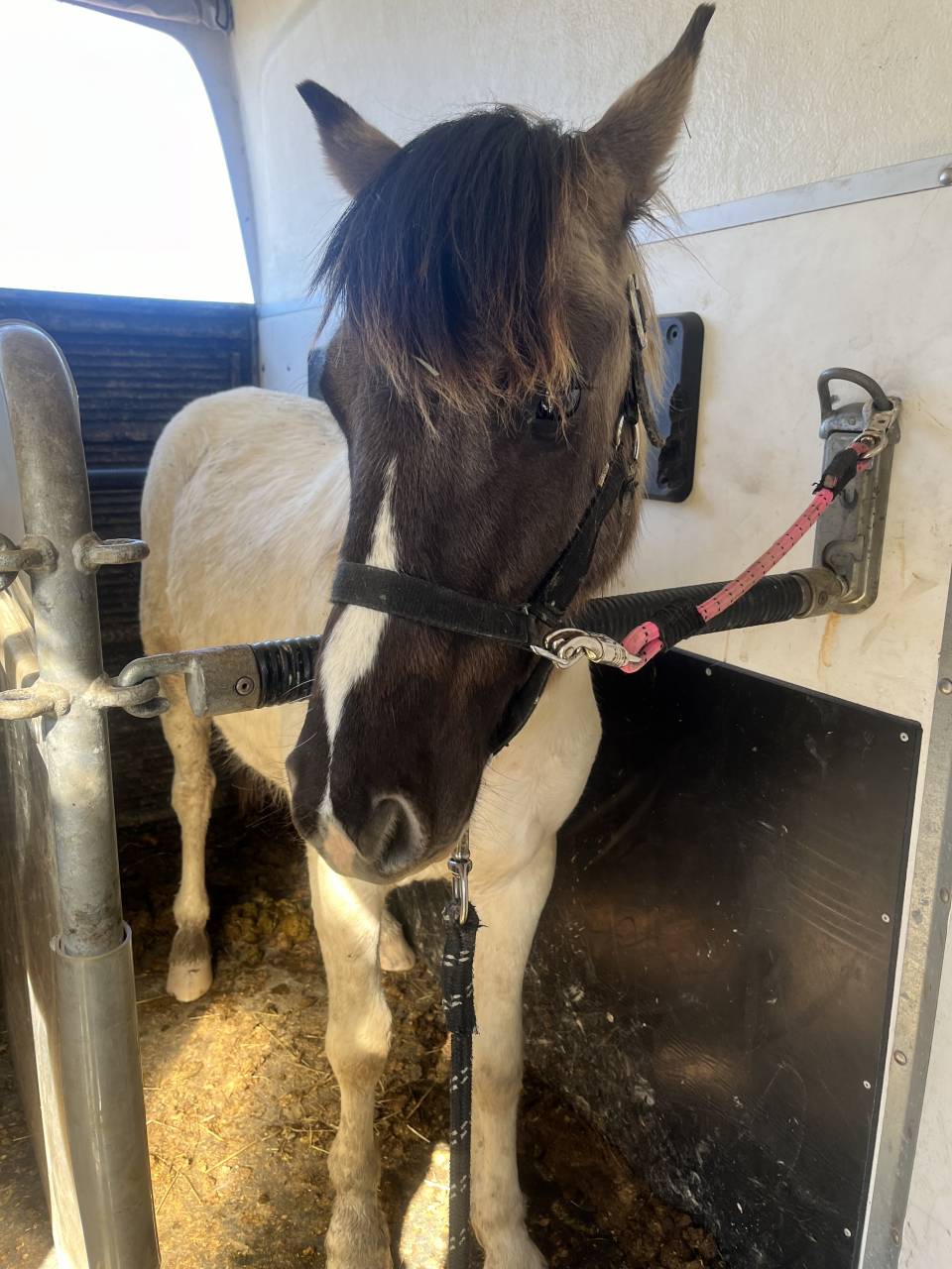 Hengst Ras onbekend Te koop 2024 Wildkleur