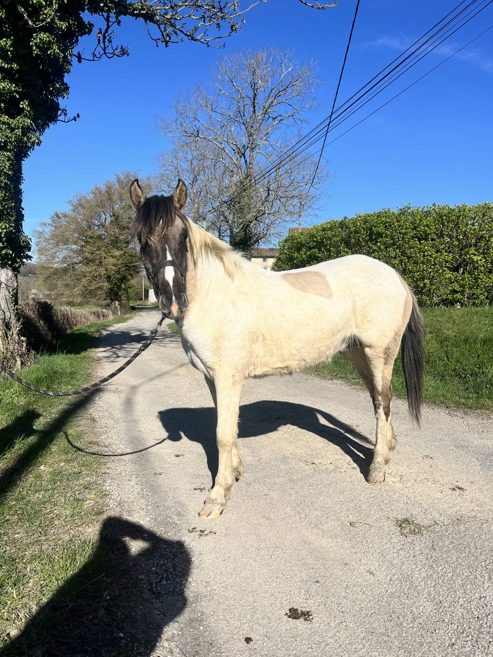 Hengst Ras onbekend Te koop 2024 Wildkleur