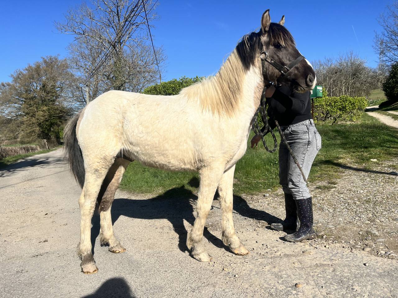 Hengst Ras onbekend Te koop 2024 Wildkleur