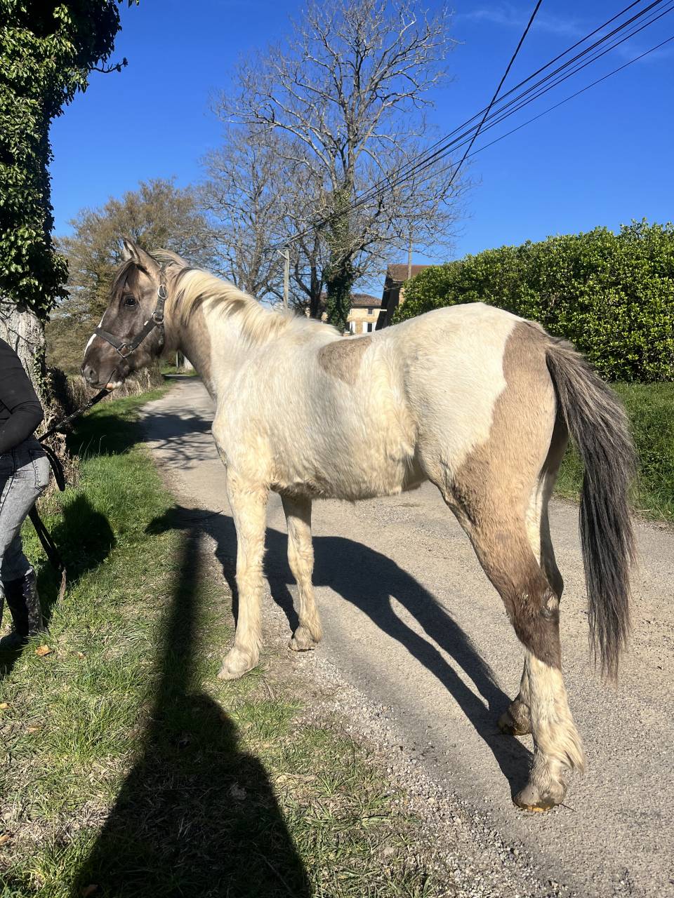 Hengst Ras onbekend Te koop 2024 Wildkleur