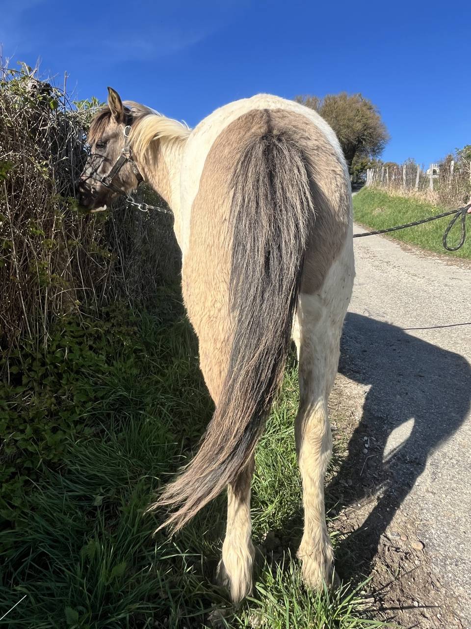 Hengst Ras onbekend Te koop 2024 Wildkleur