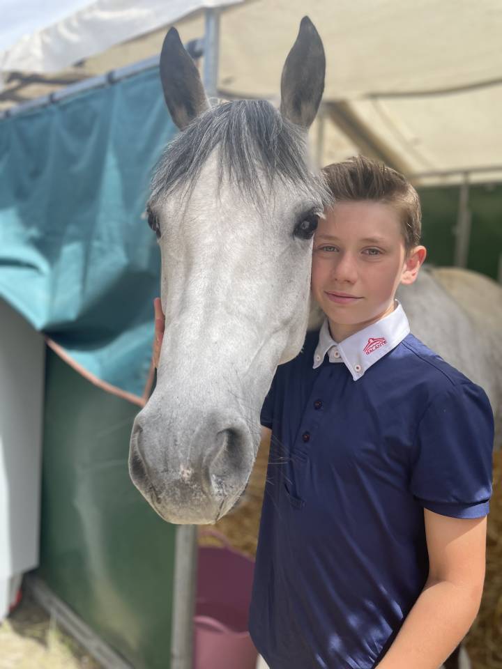 Merrie Belgische pony Te koop 2014 Schimmel ,  MACHNO CARWYN