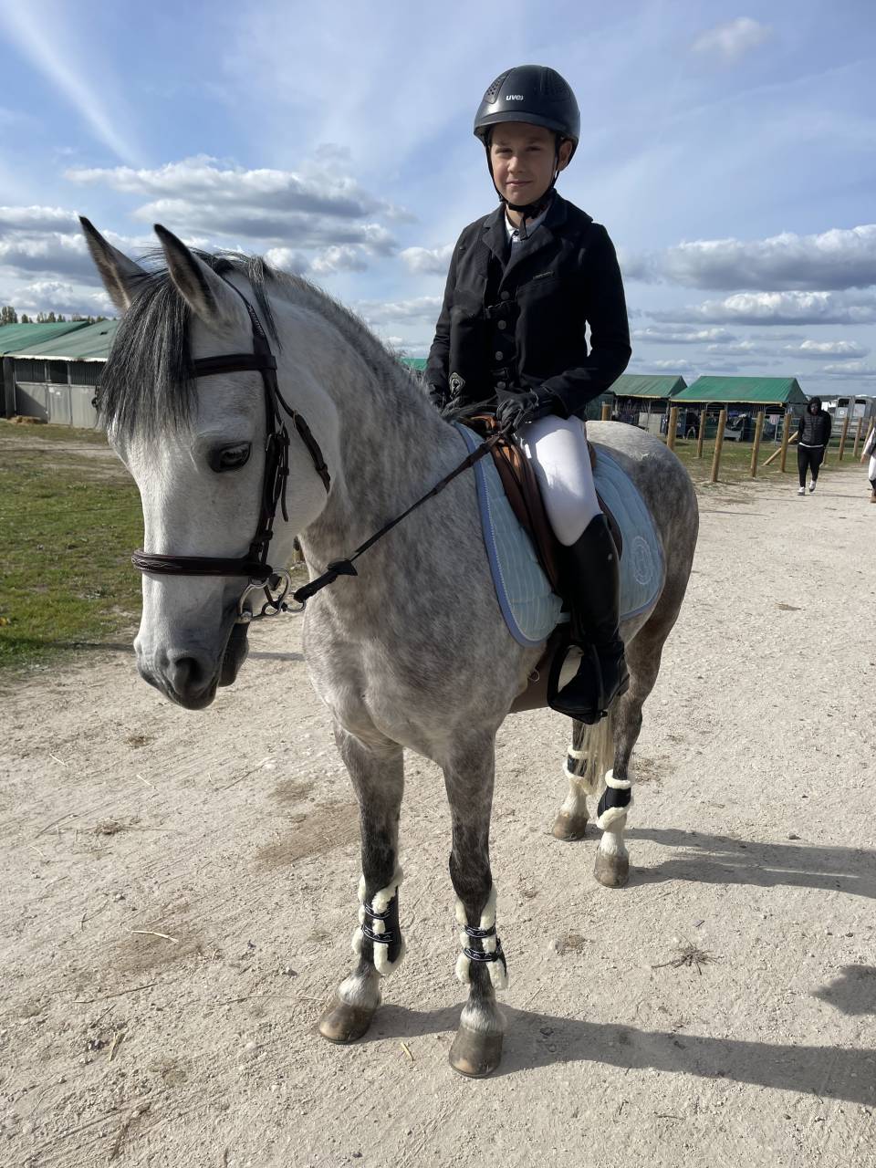 Merrie Belgische pony Te koop 2014 Schimmel ,  MACHNO CARWYN