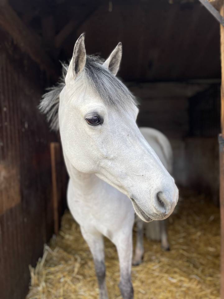 Merrie Belgische pony Te koop 2014 Schimmel ,  MACHNO CARWYN