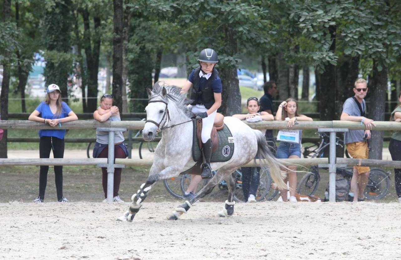 Merrie Belgische pony Te koop 2014 Schimmel ,  MACHNO CARWYN