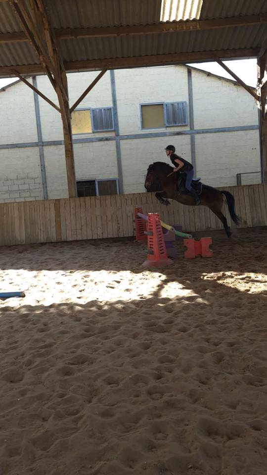 Merrie Bekend ras Te koop 2020 Donker bruin / bai