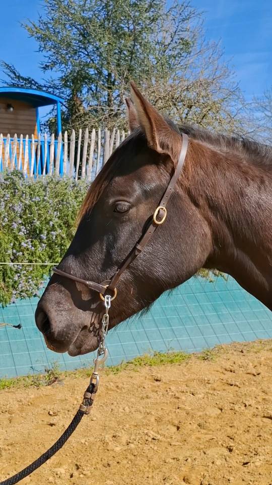 Veulen (vr) PRE Puur Ras Spaans Te koop 2024 Zwart ,  Kuieto de la Cambre