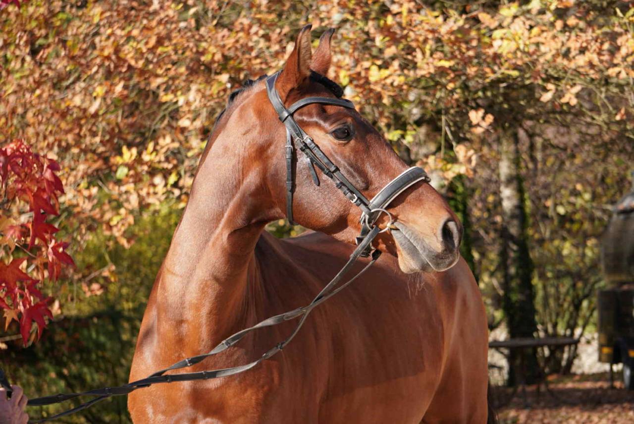 Ruin PRE Puur Ras Spaans Te koop 2013 Donker bruin / bai