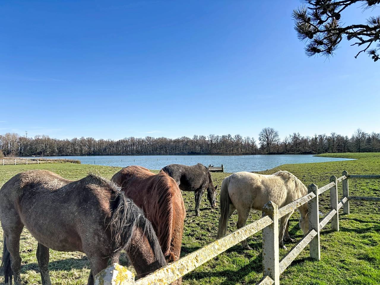 Mooi hippisch vastgoed Koop Ain