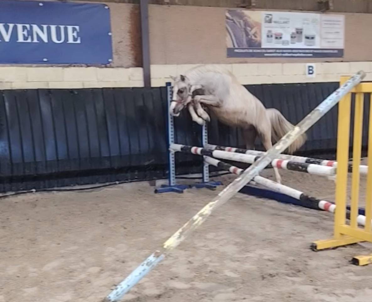 Noreo du listrane  - Arabisch halfbloed 2023 ,  Avalon joon