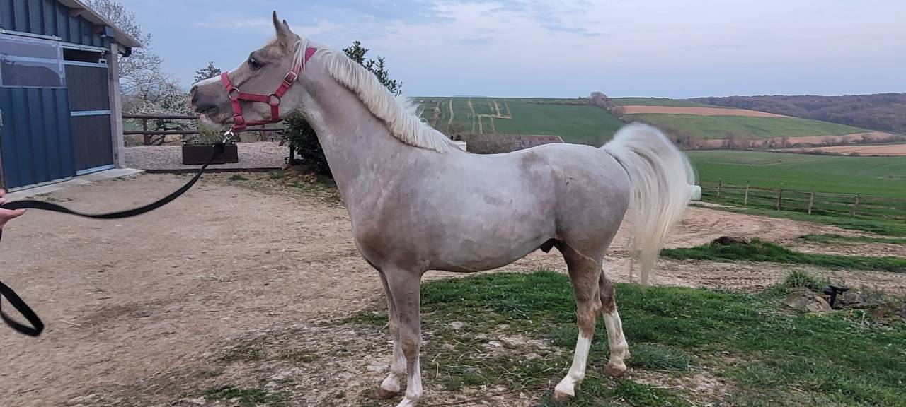 Noreo du listrane  - Arabisch halfbloed 2023 ,  Avalon joon