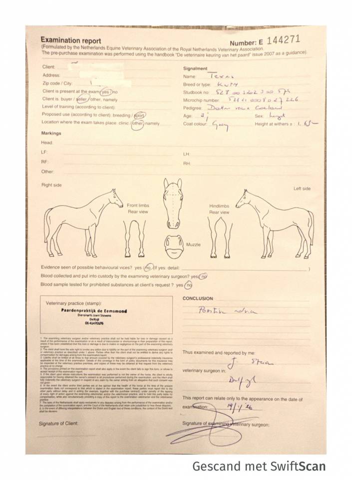 Hengst KWPN Nederlands sportpaard Te koop 2023 Schimmel ,  Dallas vdl