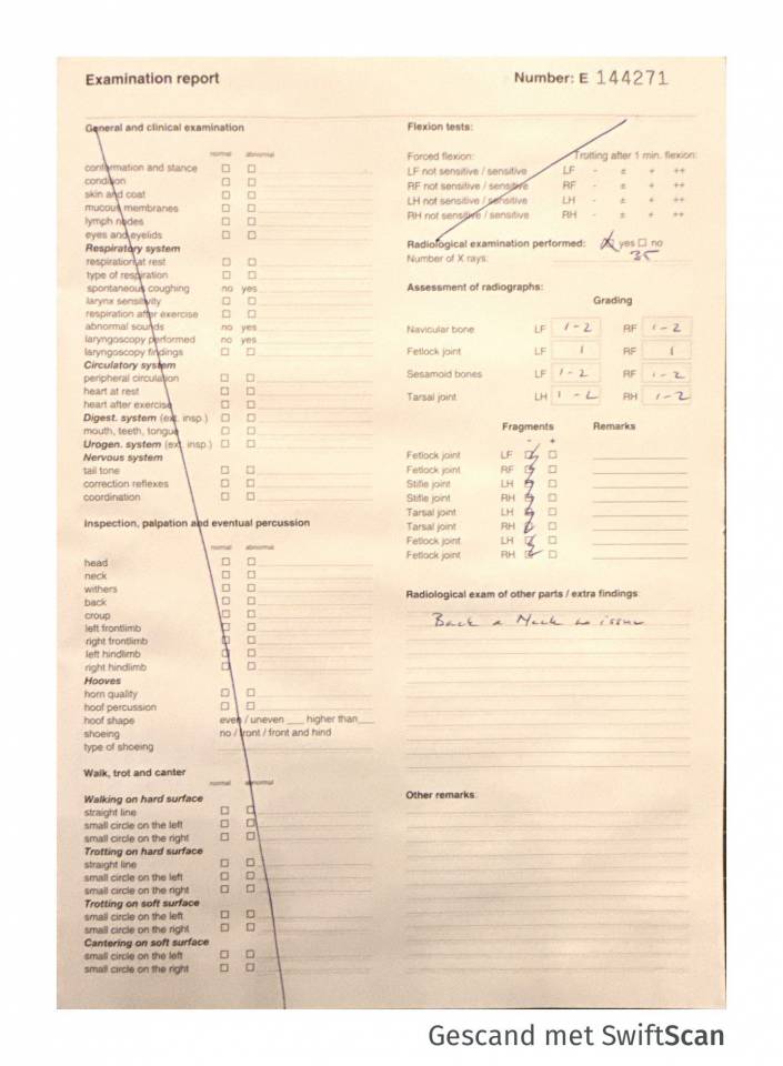 Hengst KWPN Nederlands sportpaard Te koop 2023 Schimmel ,  Dallas vdl