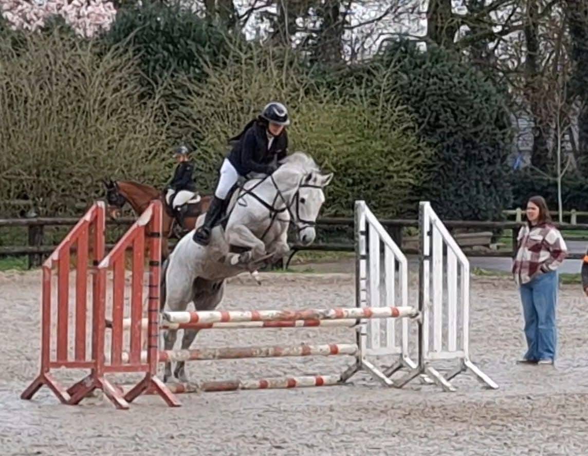 Ruin Andere pony rassen Te koop 2019 Wit