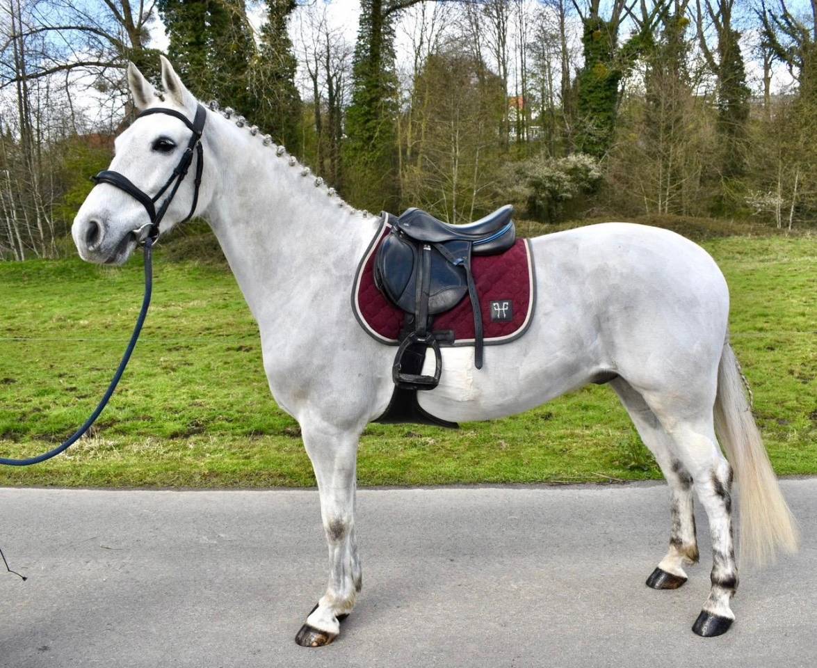 Ruin Andere pony rassen Te koop 2019 Wit