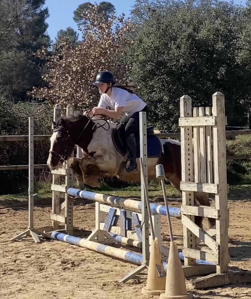 Ruin Andere pony rassen Te koop 2016 Bont