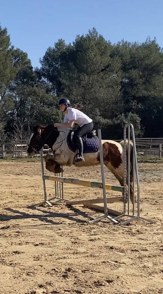 Ruin Andere pony rassen Te koop 2016 Bont