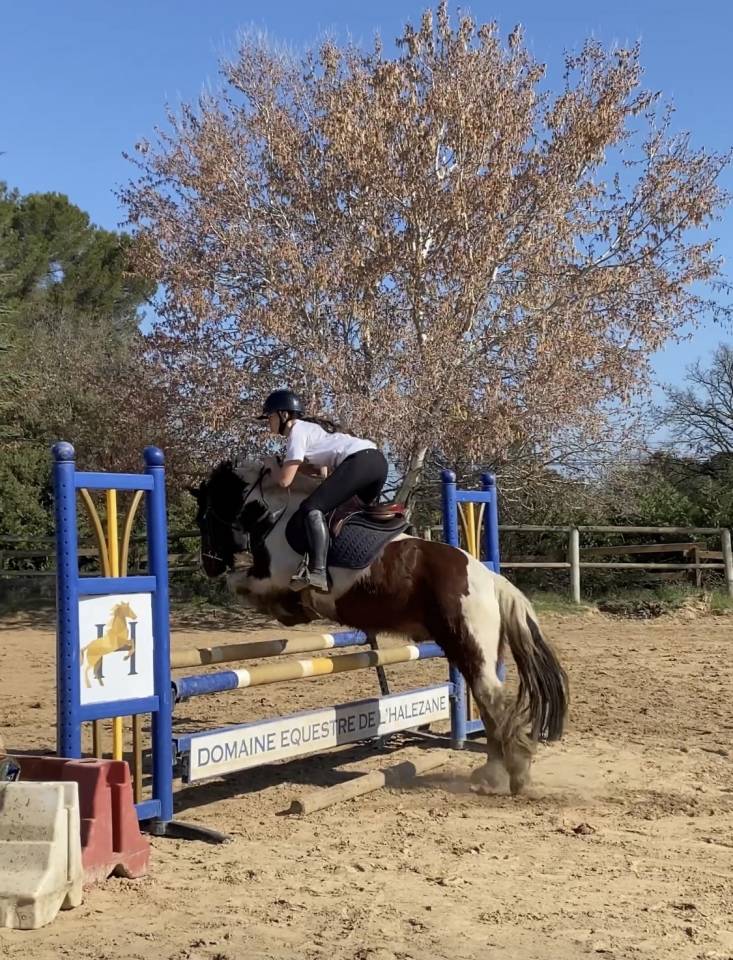 Ruin Andere pony rassen Te koop 2016 Bont