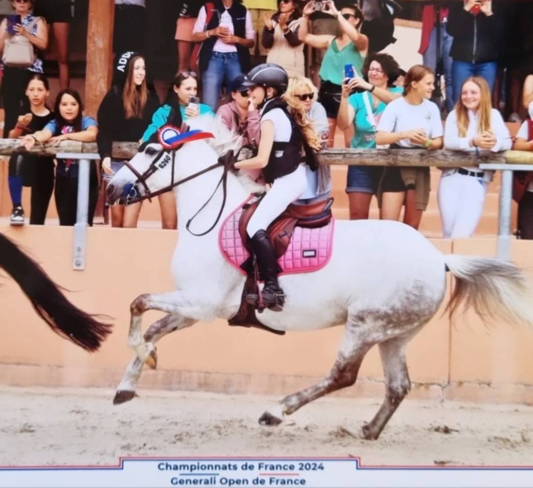 Merrie Andere pony rassen Te koop 2012 Schimmel