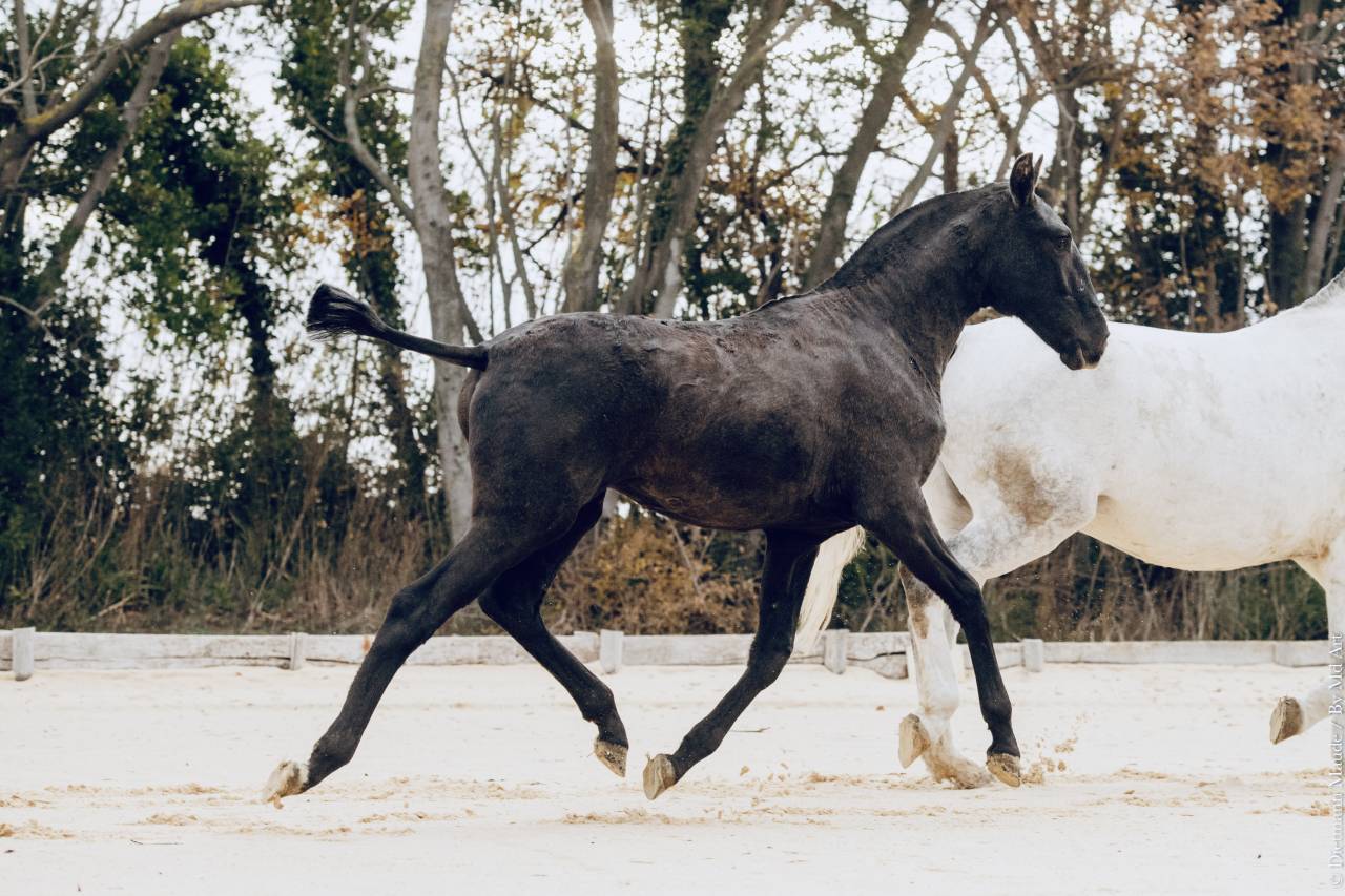 Veulen (vr) Lusitano Te koop 2025 Schimmel ,  Pel&eacute; MBR