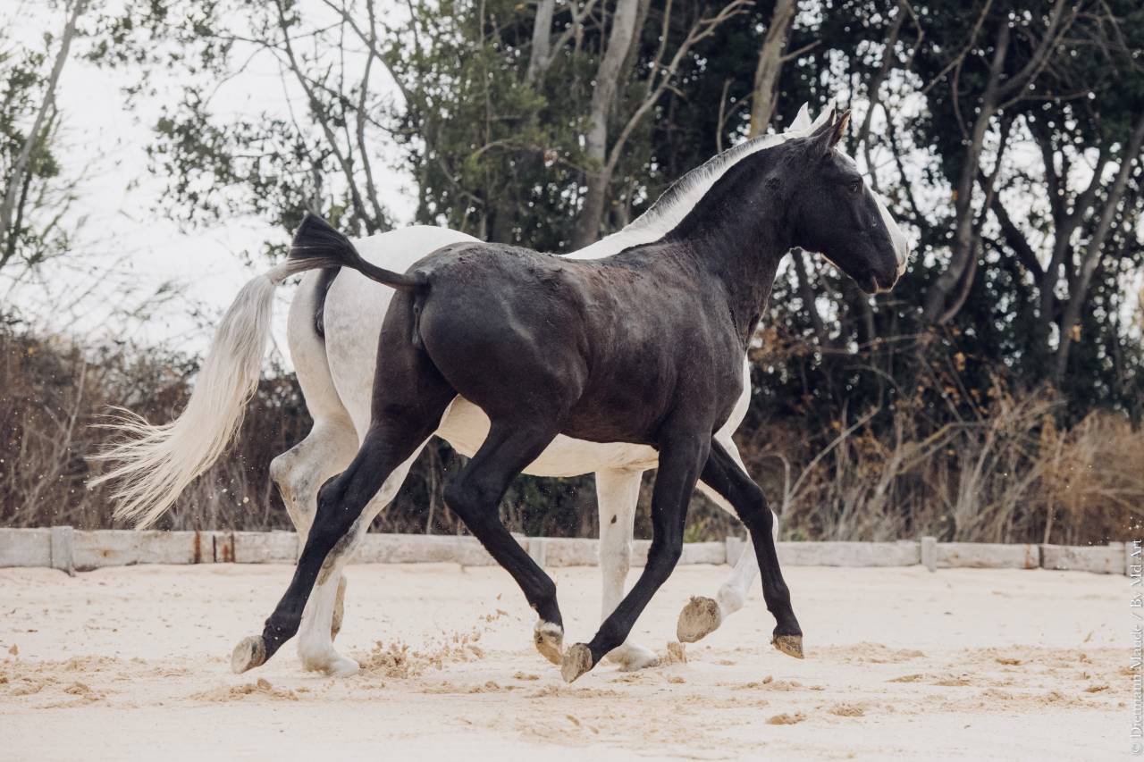 Veulen (vr) Lusitano Te koop 2025 Schimmel ,  Pel&eacute; MBR