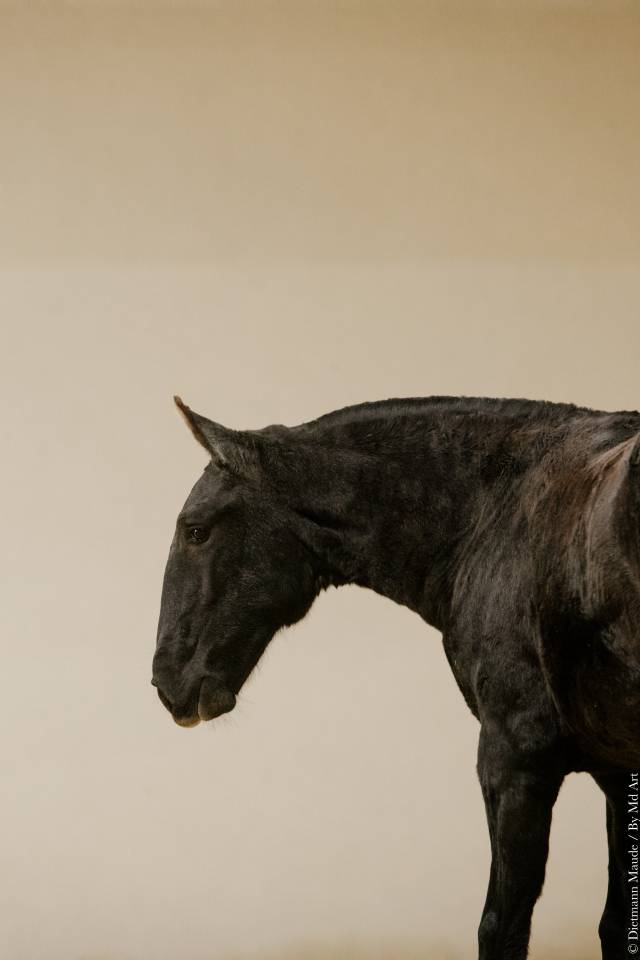 Veulen (vr) Lusitano Te koop 2025 Schimmel ,  Pel&eacute; MBR