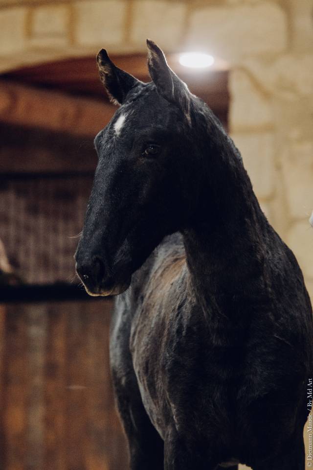 Veulen (vr) Lusitano Te koop 2025 Schimmel ,  Pel&eacute; MBR