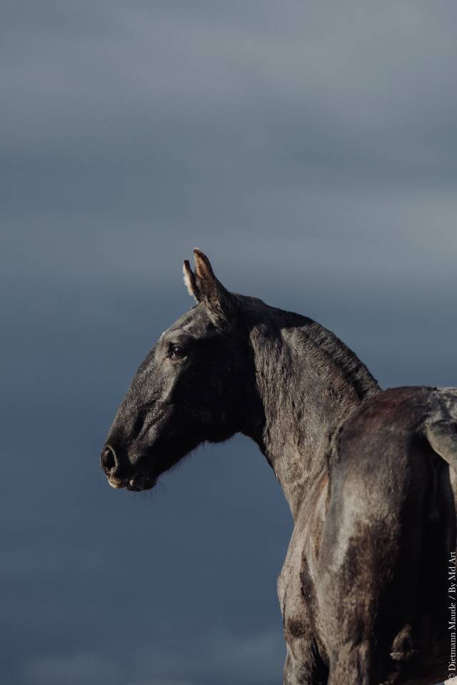 Veulen (vr) Lusitano Te koop 2025 Schimmel ,  Pel&eacute; MBR