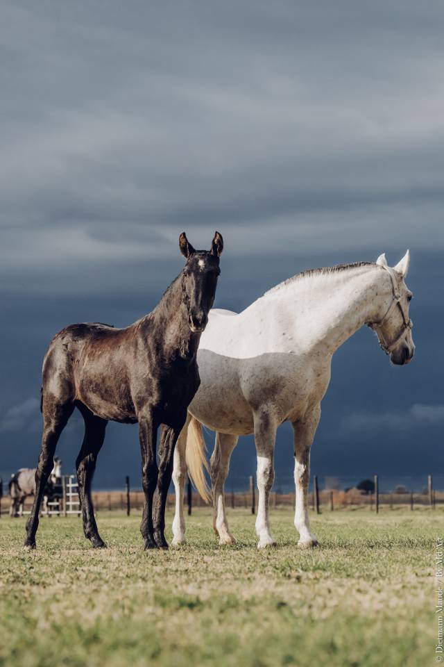 Veulen (vr) Lusitano Te koop 2025 Schimmel ,  Pel&eacute; MBR