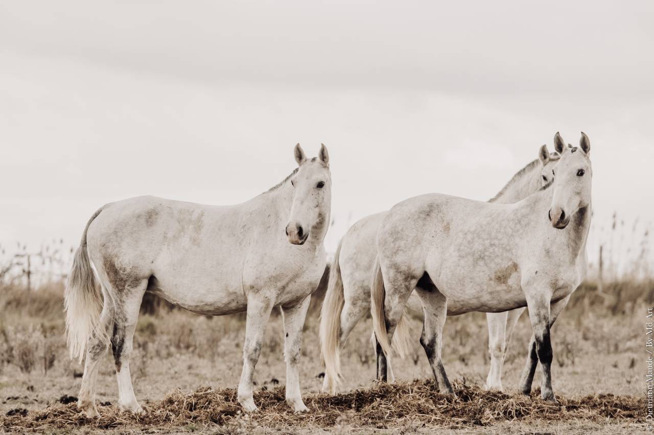 Veulen (vr) Lusitano Te koop 2025 Schimmel ,  Pel&eacute; MBR