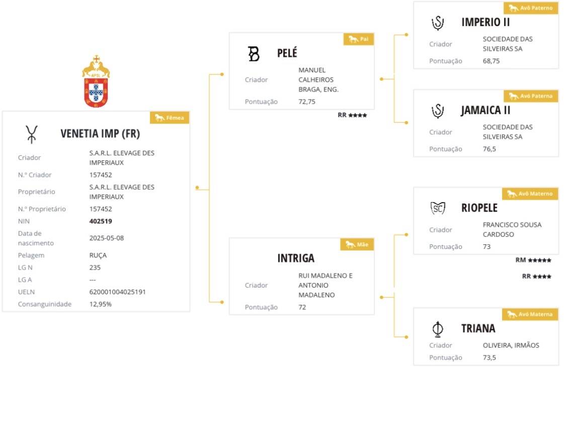Veulen (vr) Lusitano Te koop 2025 Schimmel ,  Pel&eacute; MBR