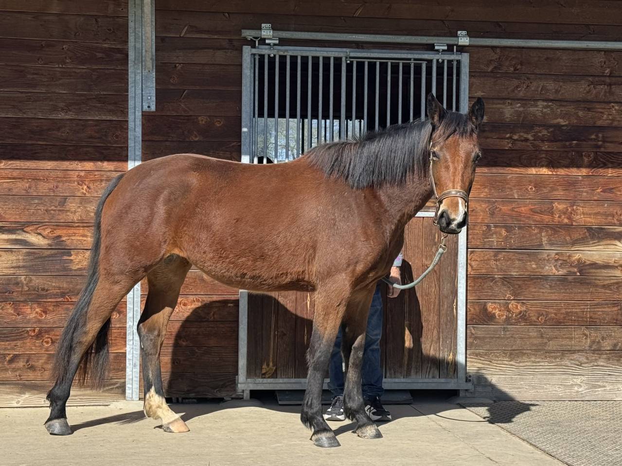 Veulen (vr) Selle Fran&ccedil;ais Te koop 2023 Donker bruin / bai ,  JAGGER DE MARIGNY