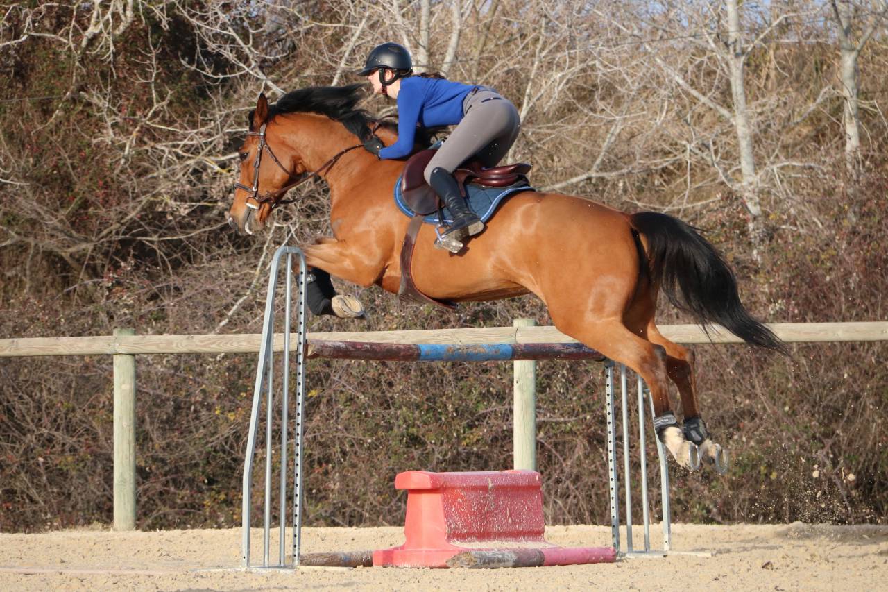 Veulen (vr) Selle Fran&ccedil;ais Te koop 2023 Donker bruin / bai ,  JAGGER DE MARIGNY