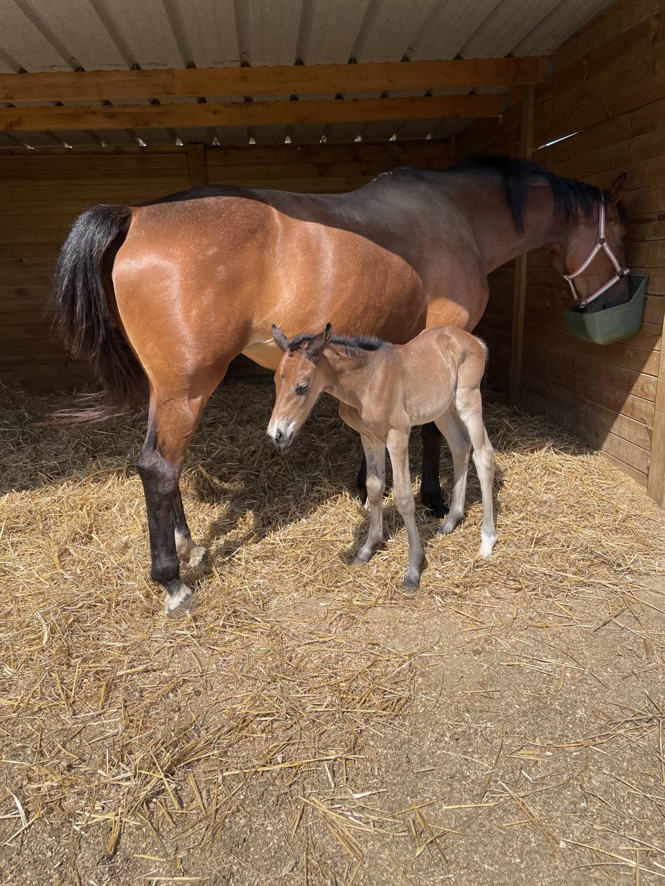 Veulen (vr) Selle Fran&ccedil;ais Te koop 2023 Donker bruin / bai ,  JAGGER DE MARIGNY