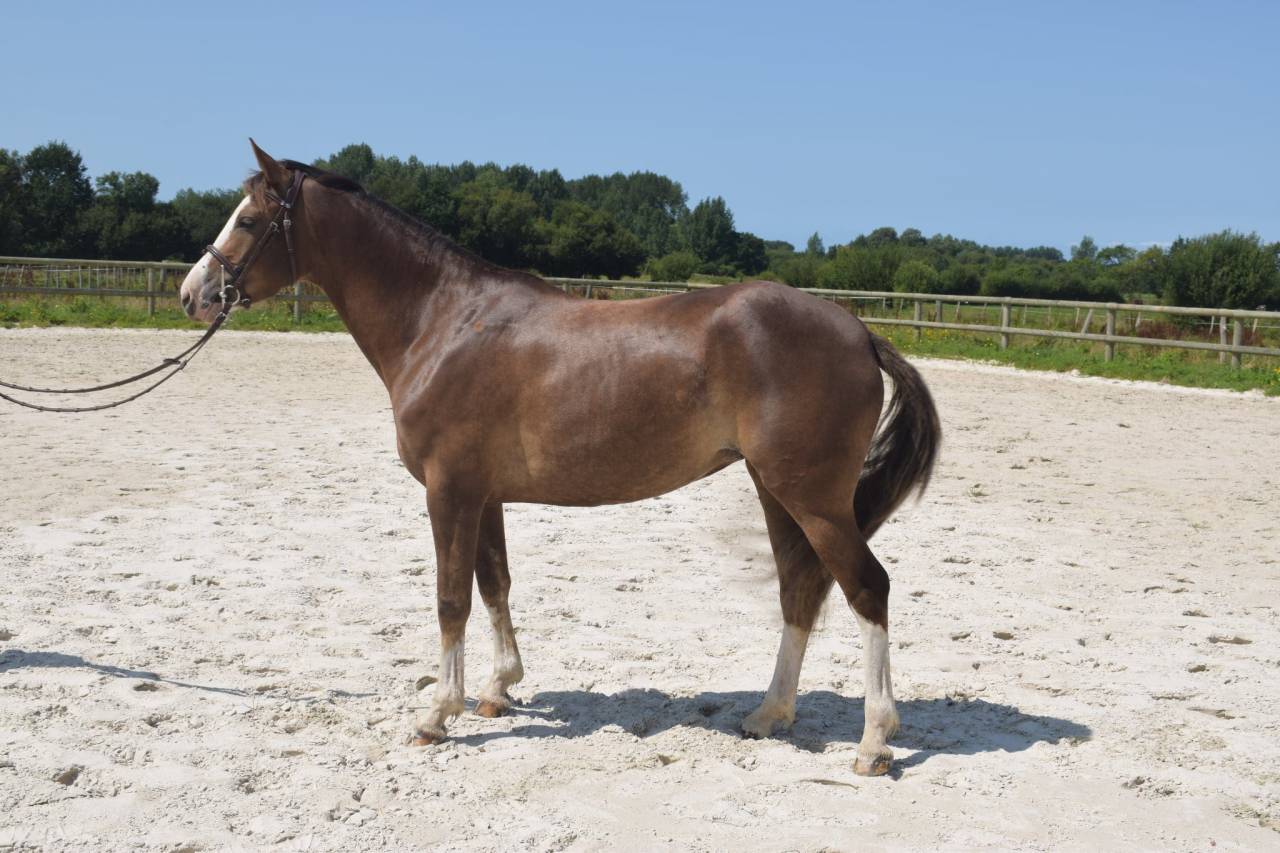 Draagmerrie Franse rijpony PFS Te koop 2021 Vos ,  Flambeau de Fontenay