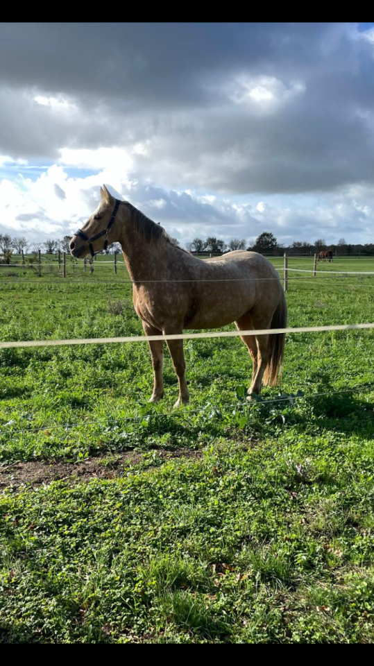 Merrie Bekend ras Te koop 2022 Palomino ,  A GENUINE TEETOY